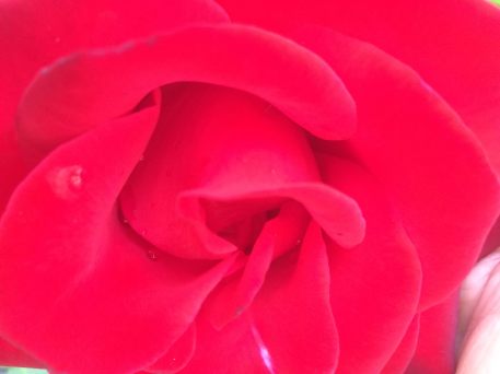 11229399_10153295911317618_158890462239208367_o