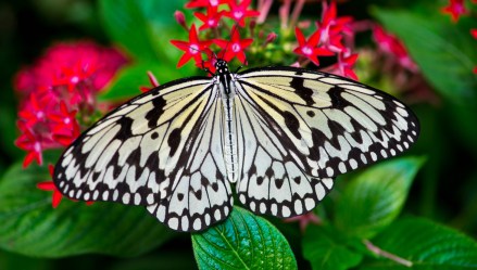 majestic-butterfly-2