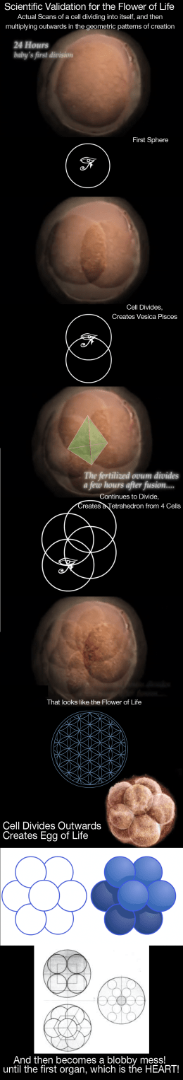 a_cells_transformation__fol_validation__by_duchednier-d4w8nti