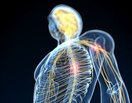 Human nervous system, artwork